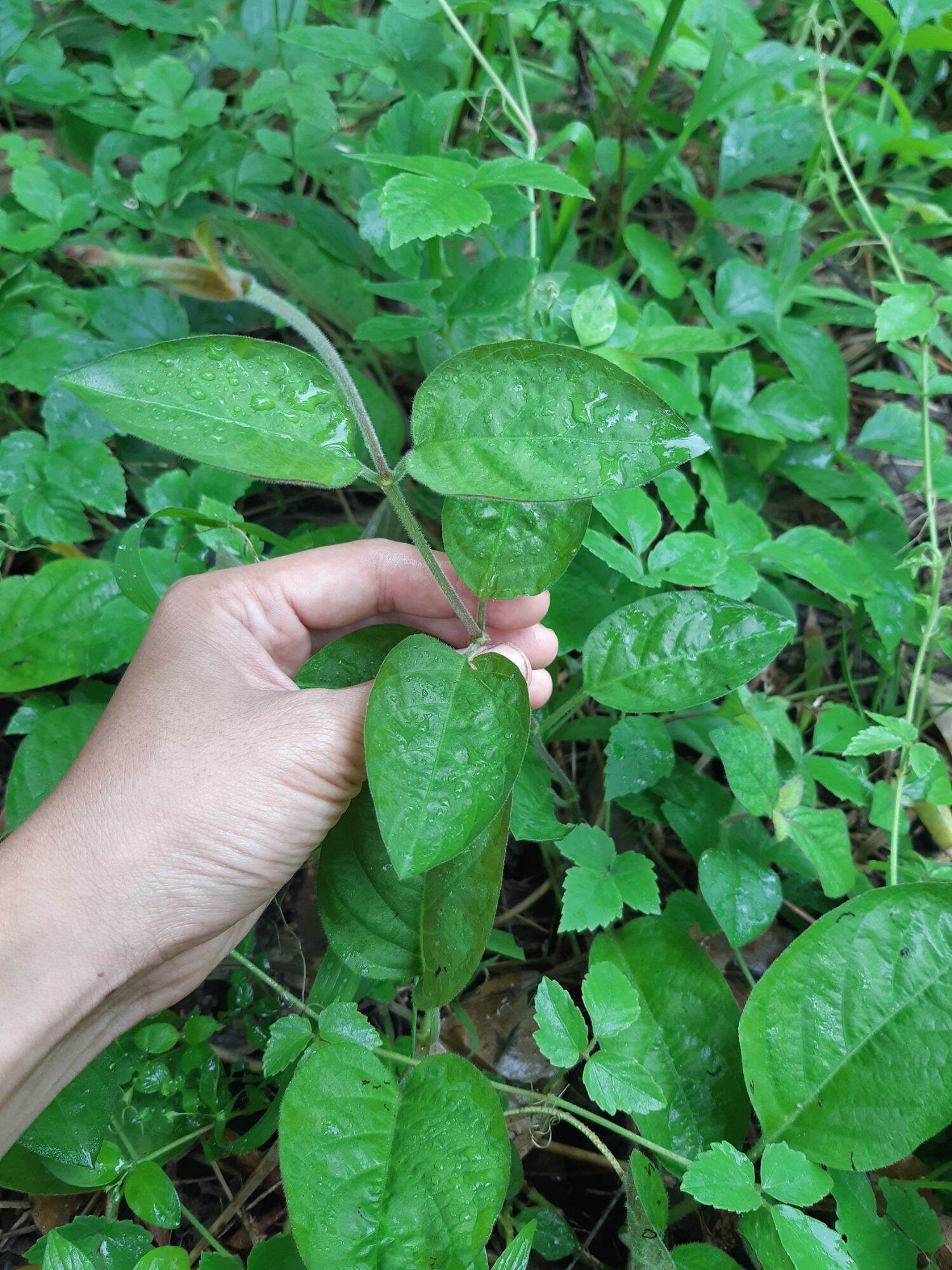 Cây mơ lông ( ảnh thật tại vườn)