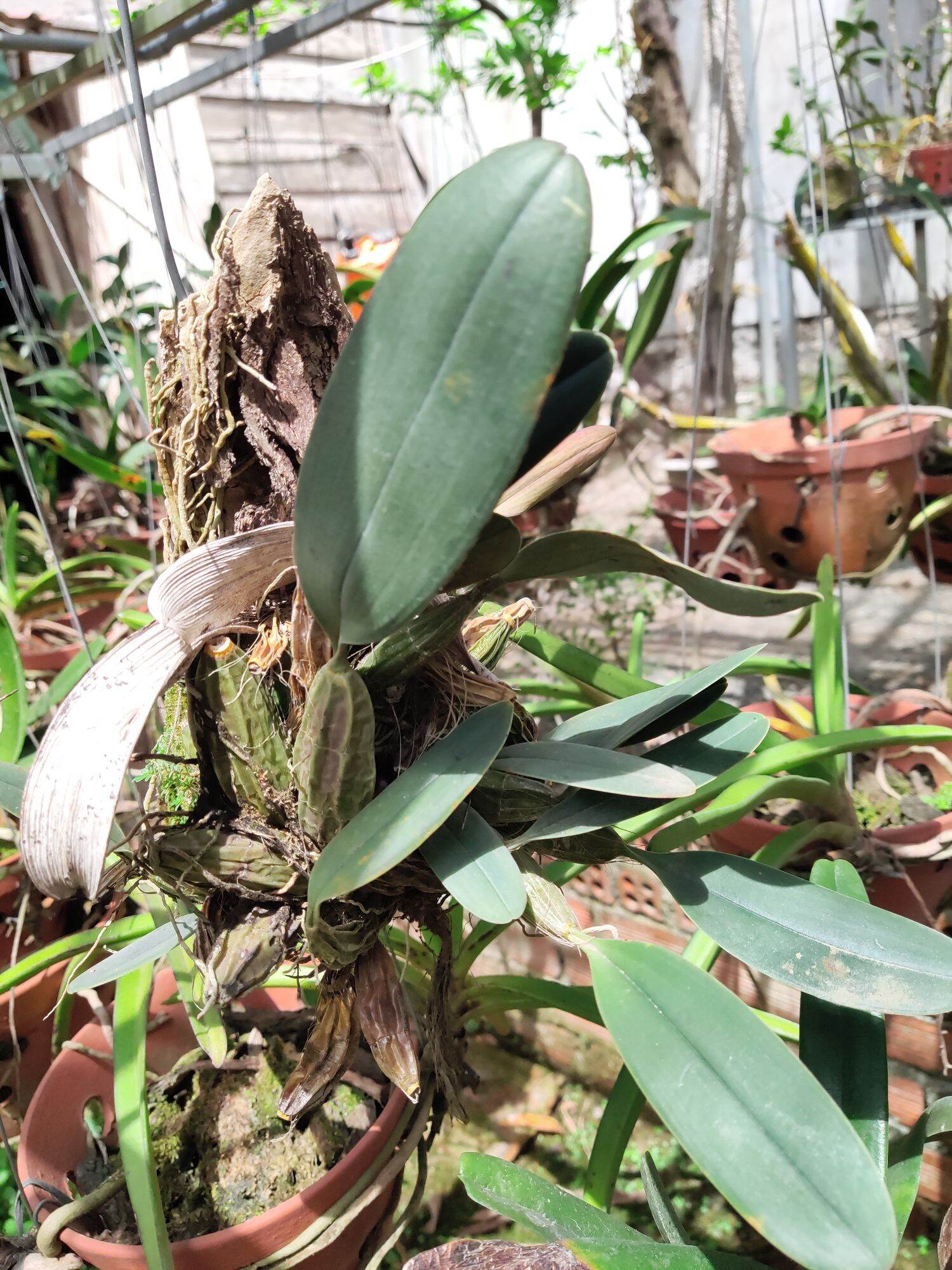 Lan Vảy rồng