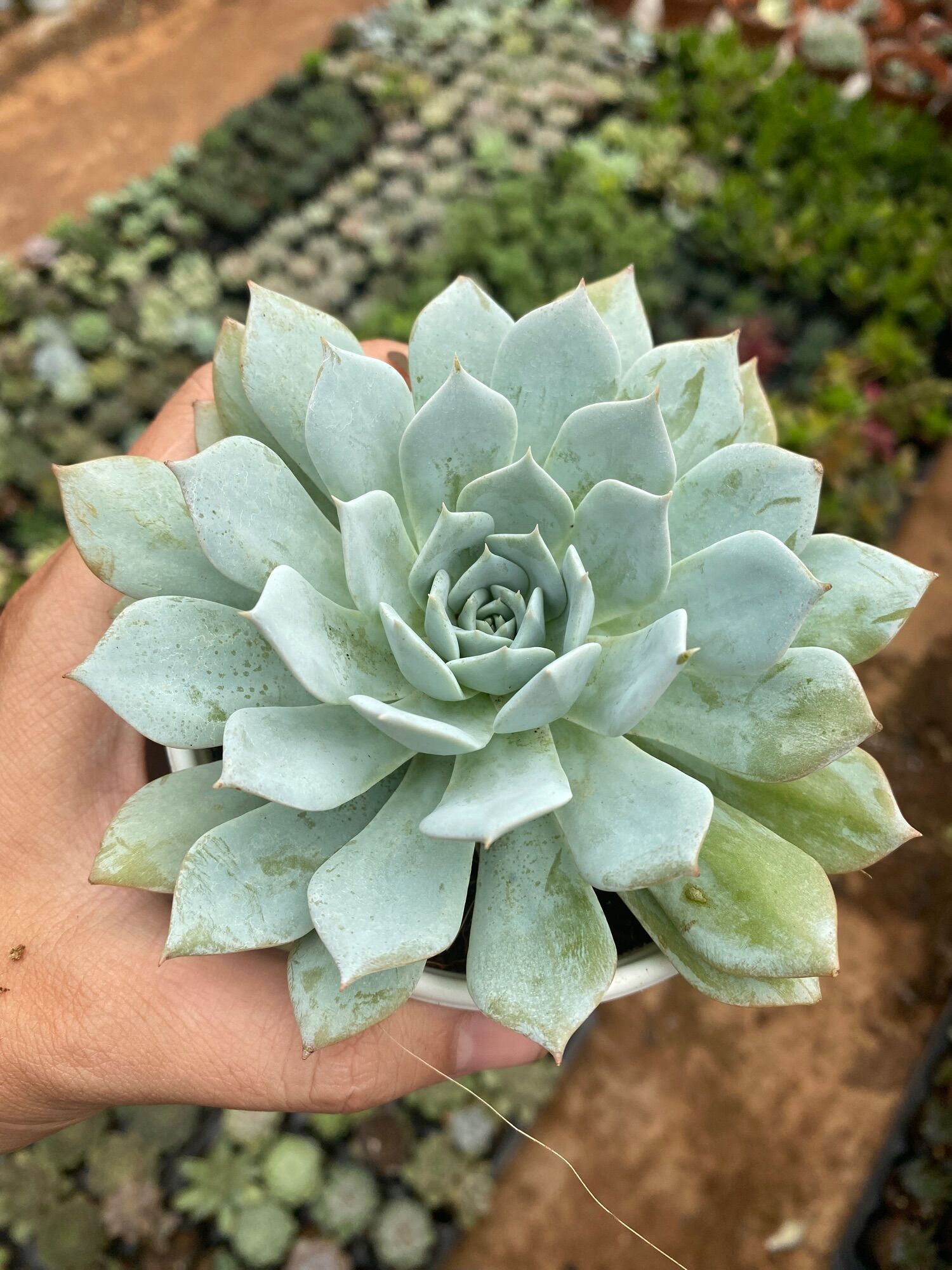 SEN ĐÁ NGỌC TRINH - SIZE 10-12CM 🥰🥰🥰XUẤT VƯỜN ĐÀ LẠT 😍 ĐÃ THUẦN KHÍ HẬU 🤑 SỐ LƯỢNG CÓ HẠN 🤫🥰