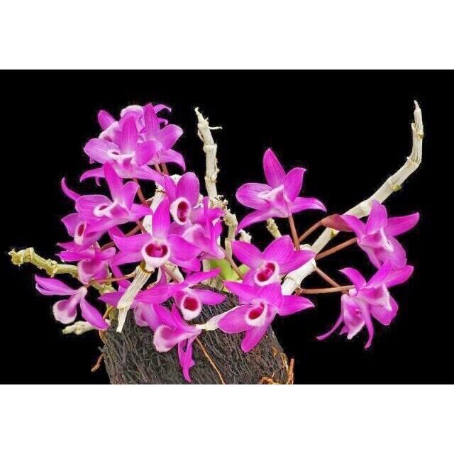 Hoa Lan Trầm Hương Đột Biến(1 khóm)
