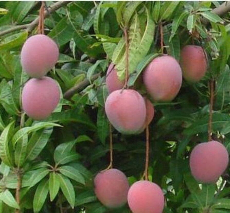 Cây Xoài úc ( cây giống cao 50-70cm)