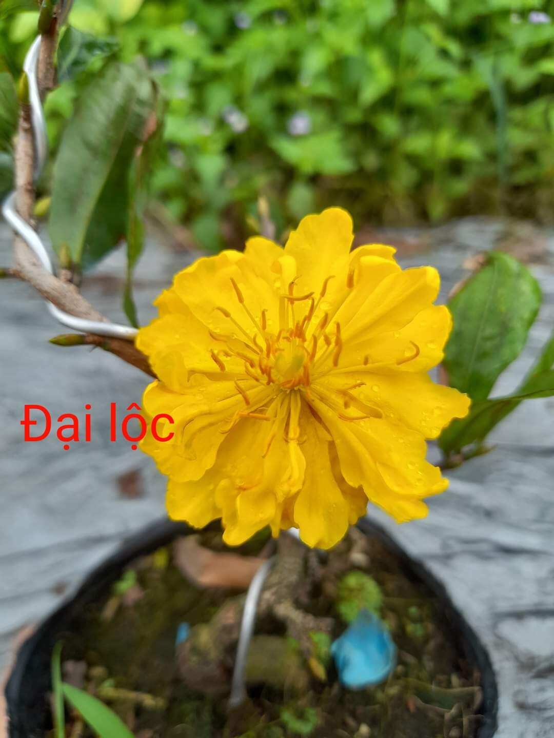 cây mai đại lộc hoa nhiều cánh