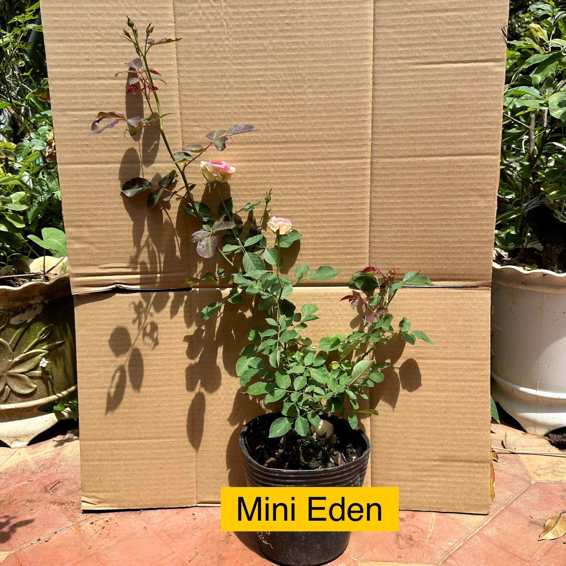 Hoa hồng bụi Mini Eden Rose - say hoa