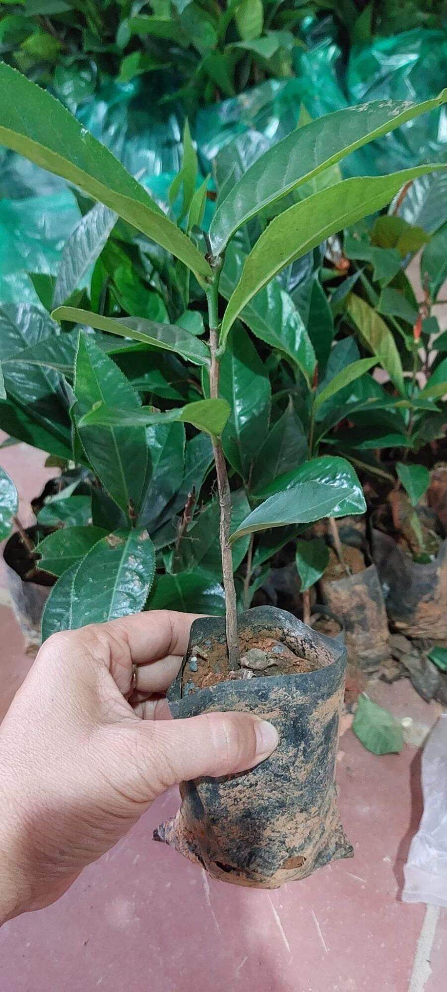 Cây giống hoa hải đường (1 cây)