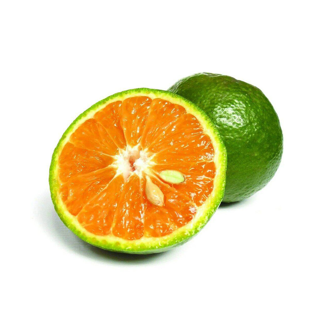 CÂY GIỐNG CAM SÀNH
