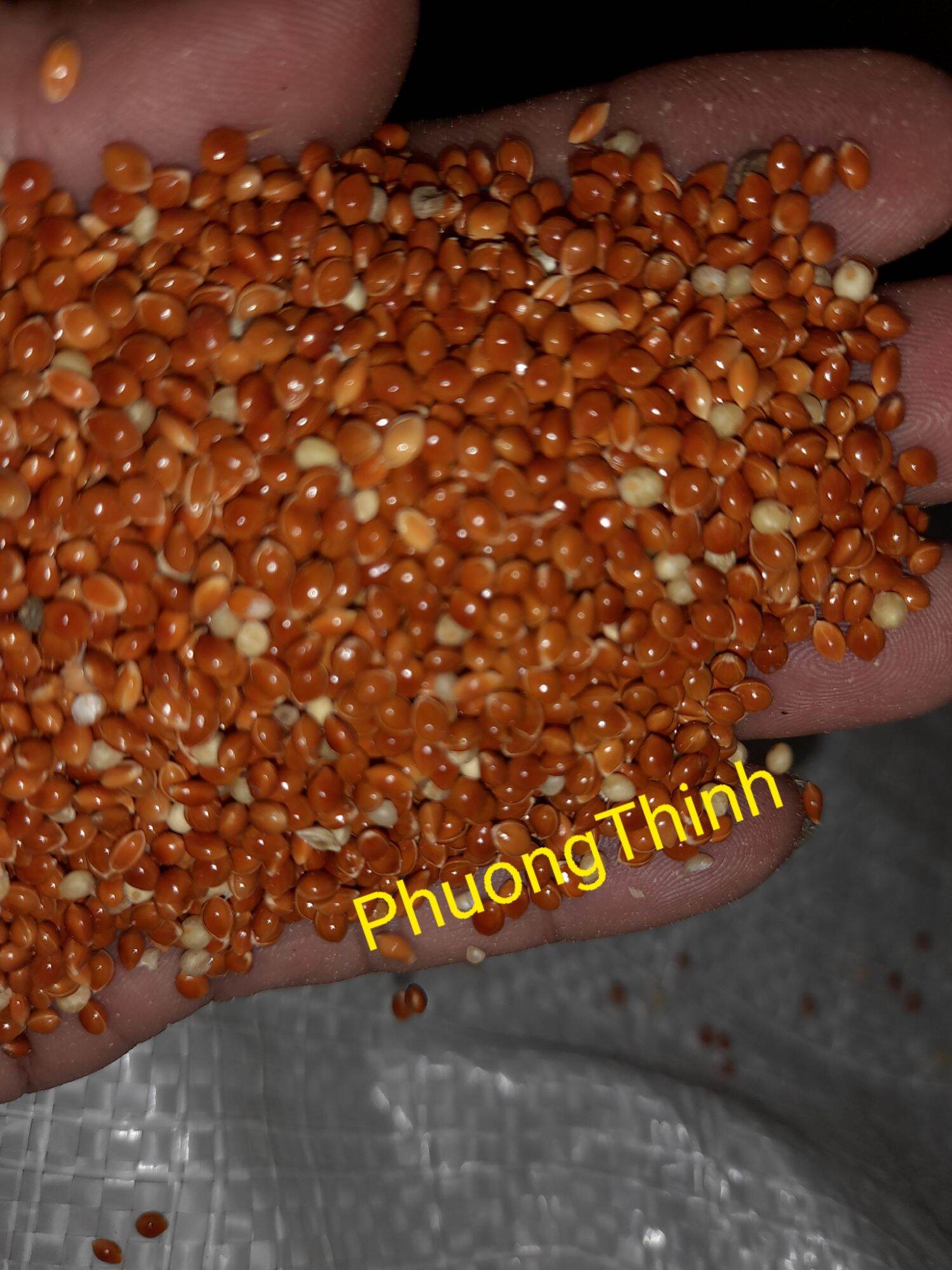 1Kg Hạt kê đỏ dành cho chim