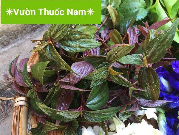 combo 5 Bầu cây giống cây thuoc dòi (cây bọ mắm)