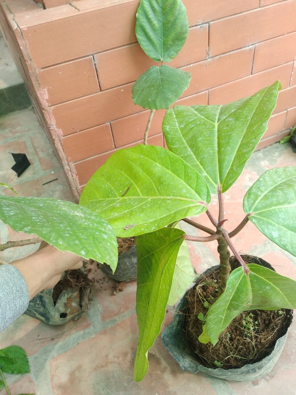 Cây vả mật giống 20-60cm