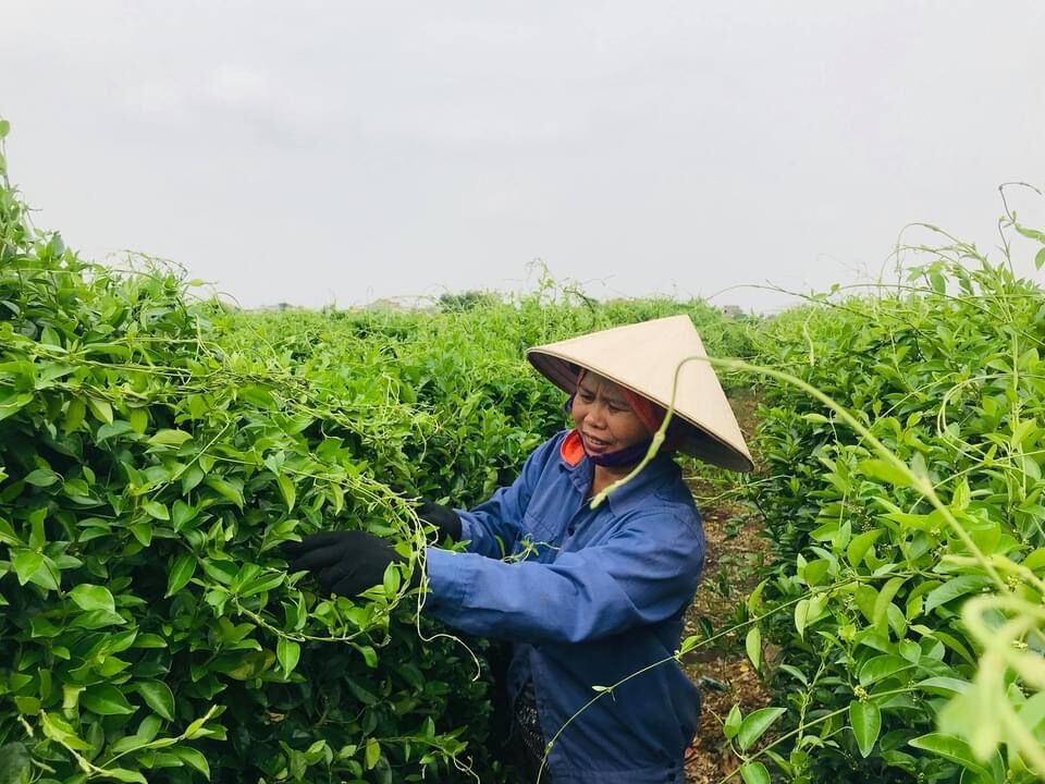 Cao thìa canh sạch  100gram - HTX Nông dược Yên Bái