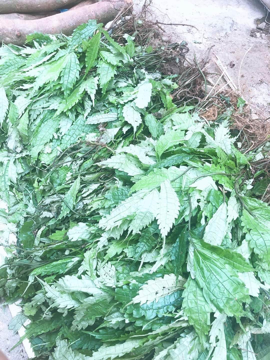 1kg cây cơm kìa  (lá đắng)