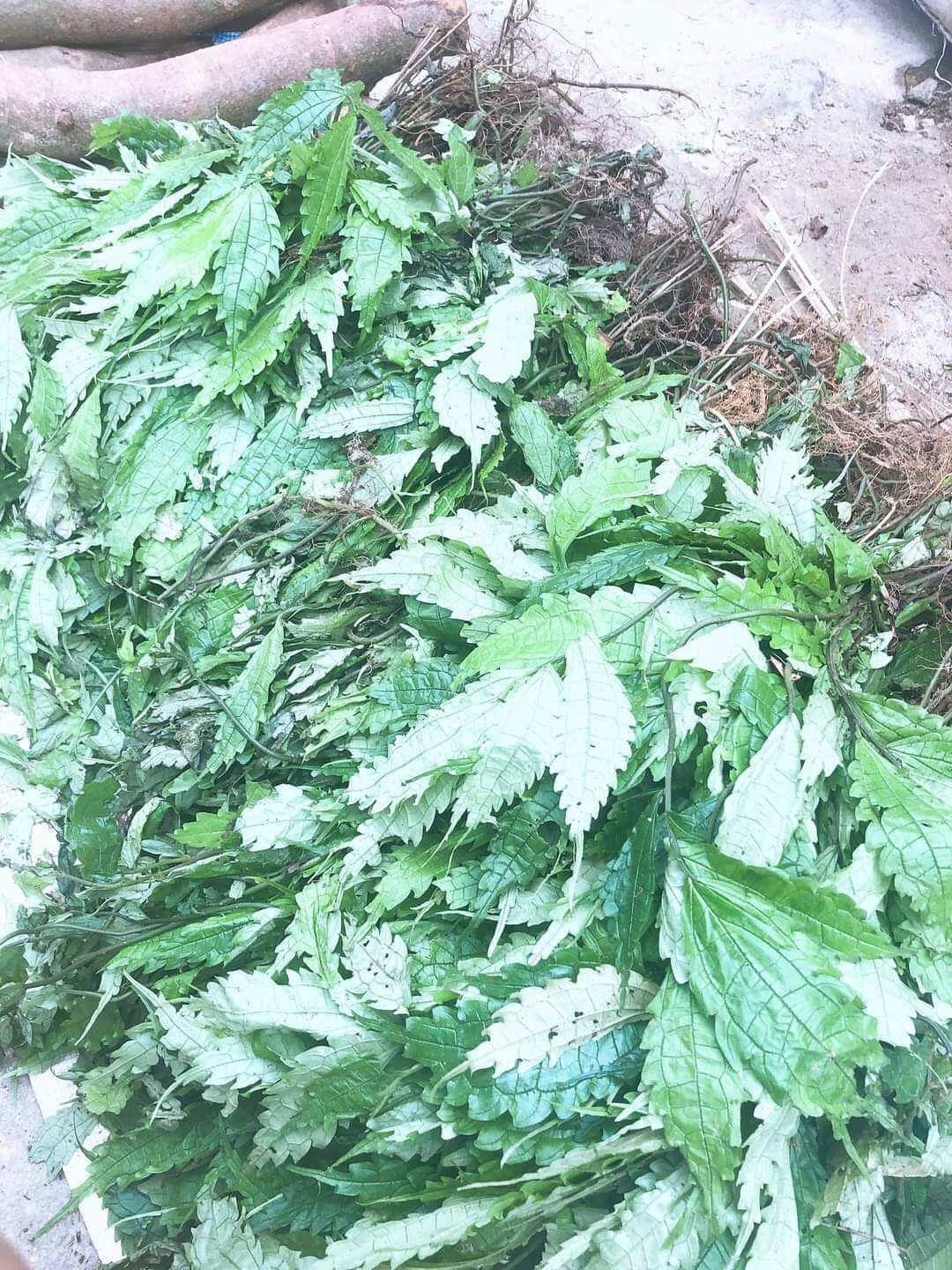 1kg cây cơm kìa  (lá đắng)