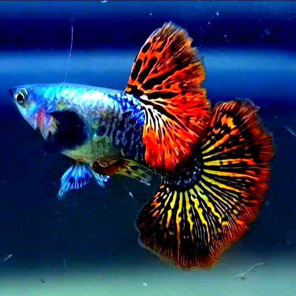 Guppy 1 cặp rồng đỏ