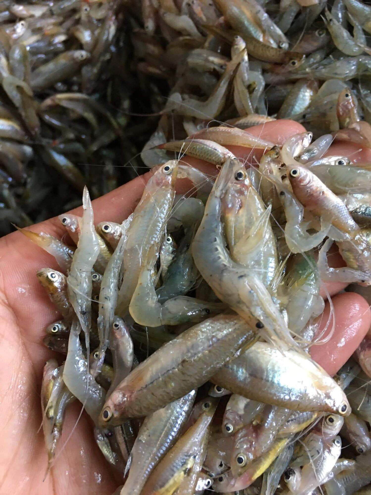 Mắm chua cá Cơm sông