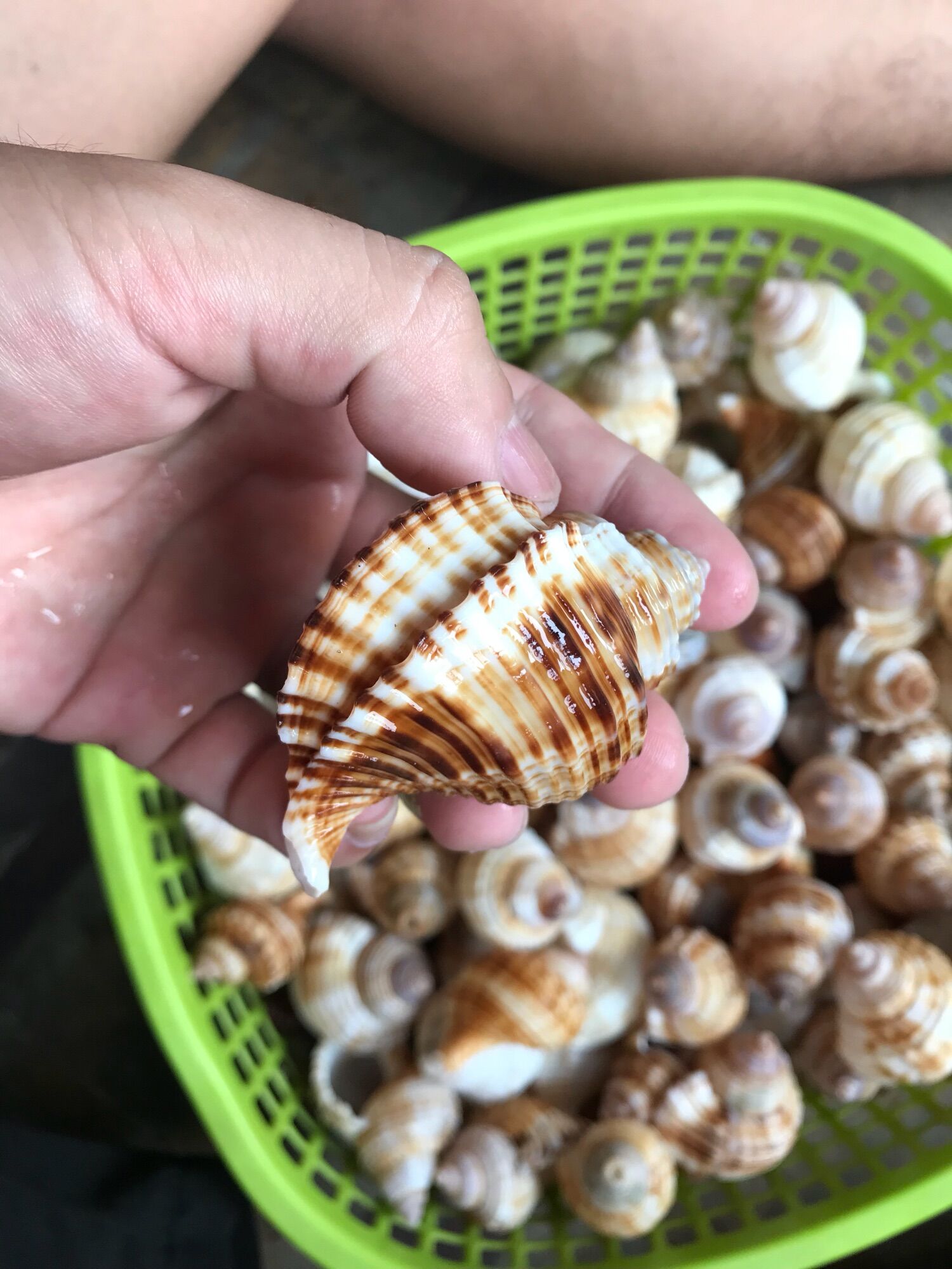 Vỏ ốc Size M++