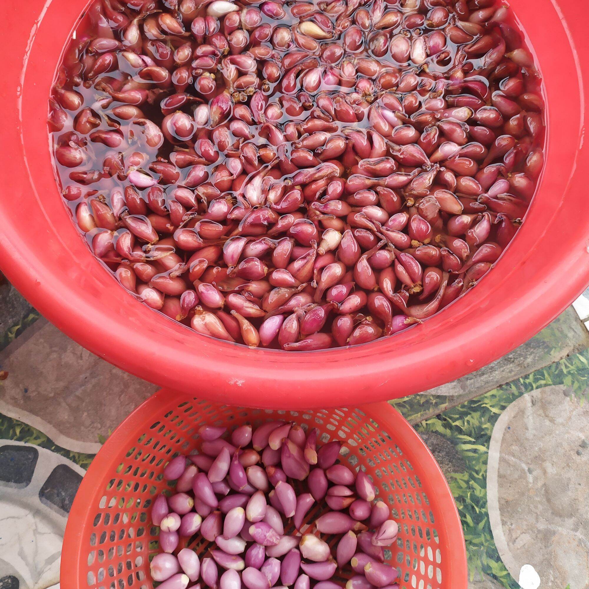 Hành tím khô Phan Rang được phân loại củ đều, đẹp