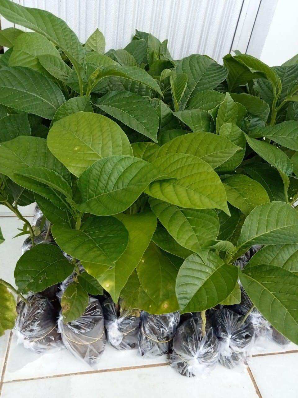 Cây giống đu đủ dây hay dưa Tây
