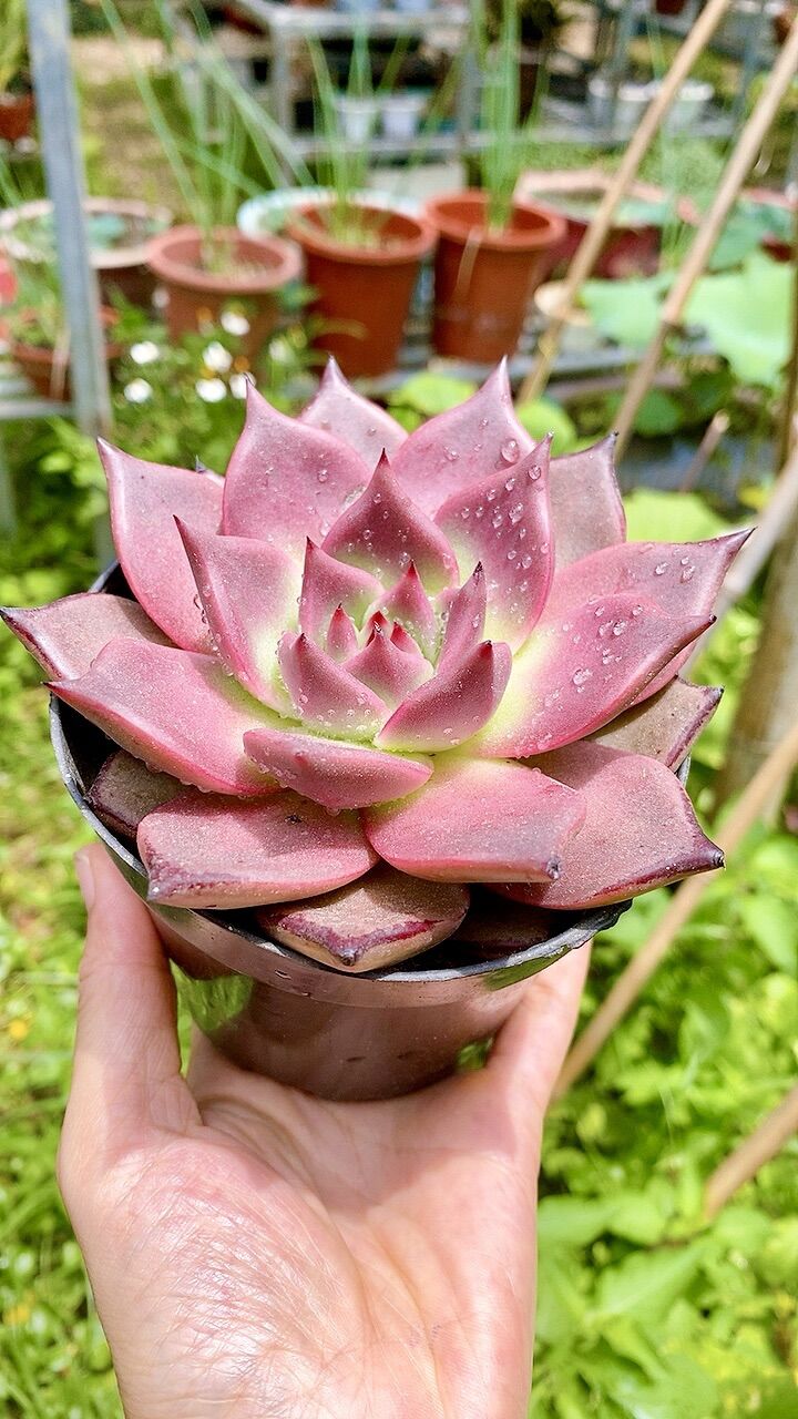 Sen đá đế Hồng sz 10cm