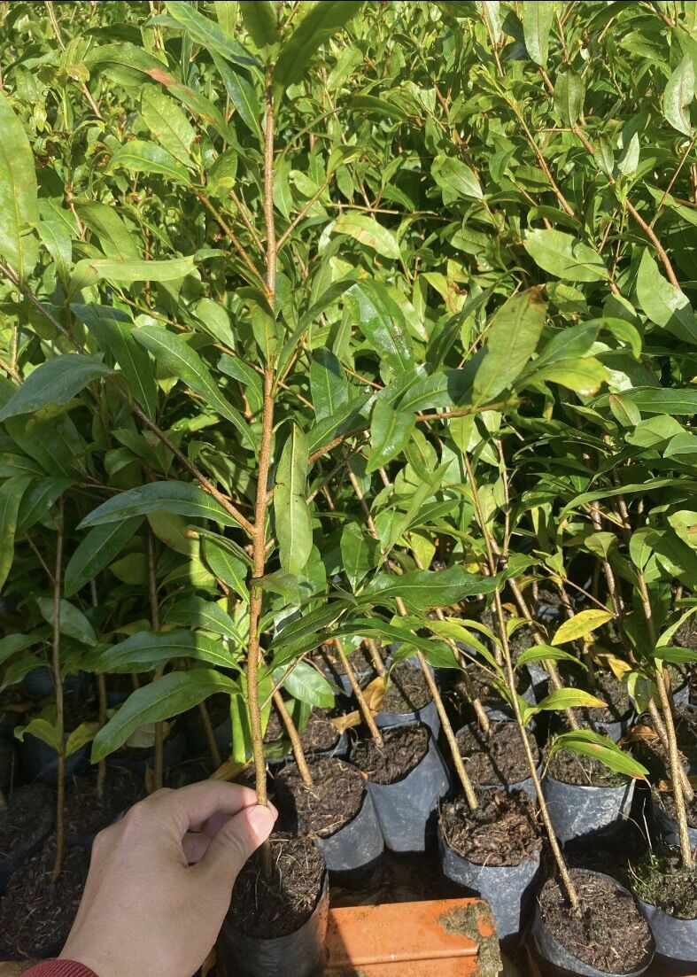 Combo 10cây Mai con quắn rể ( 20-30cm)