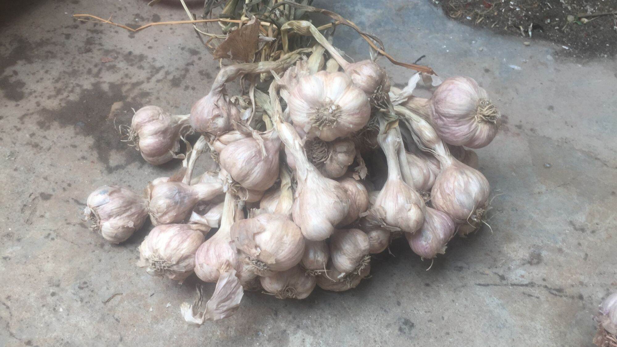 combo 2kg tỏi ta