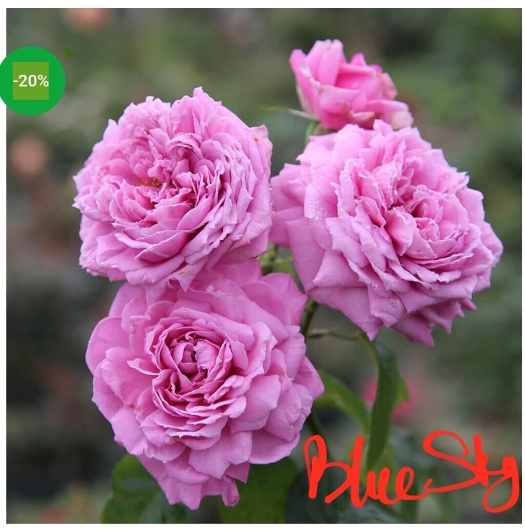 [HCM]Hoa hồng ngoại Blue Sky Rose ( hồng leo)