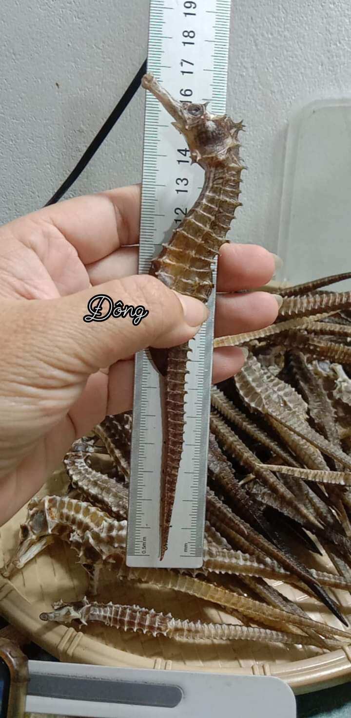 2 con cá ngựa khô 15cm