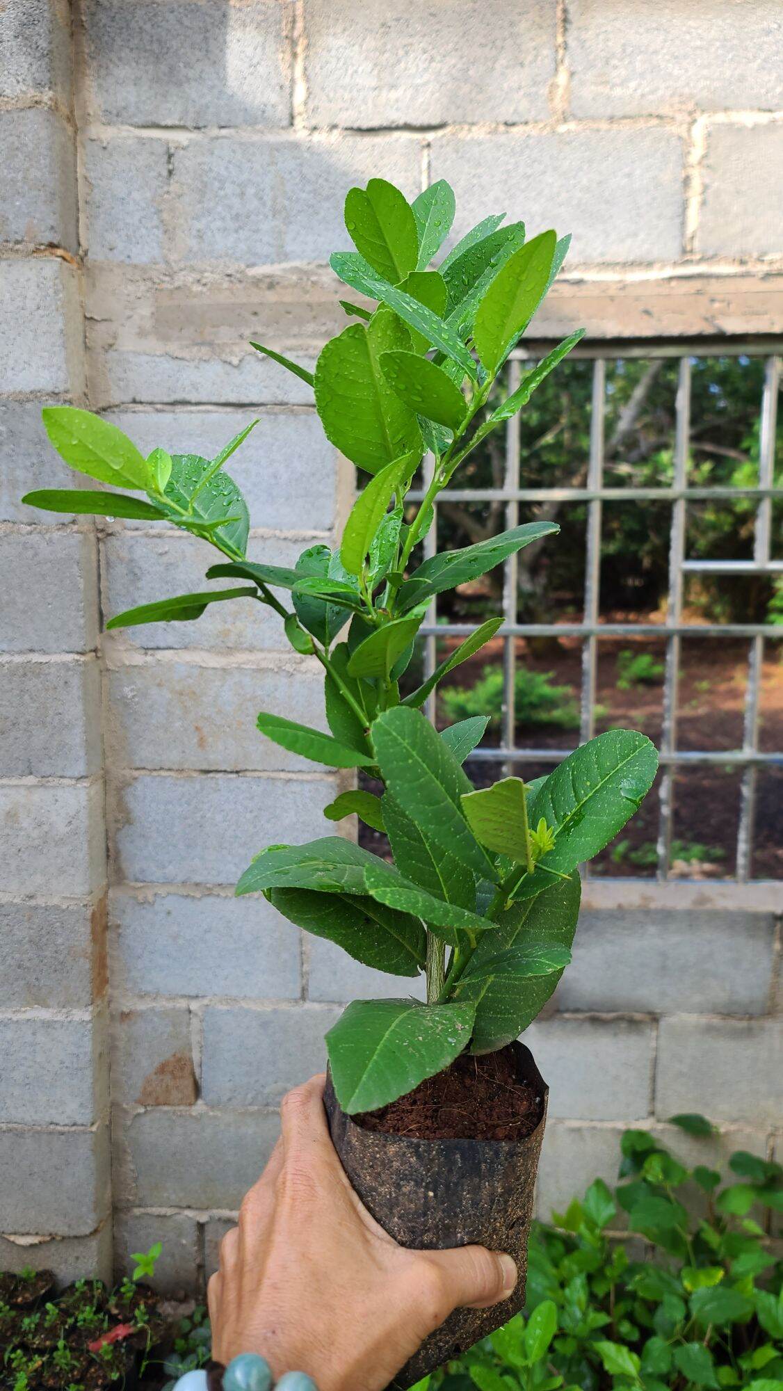 Cây Giống Chanh Vàng Eureka. Chanh Mỹ.