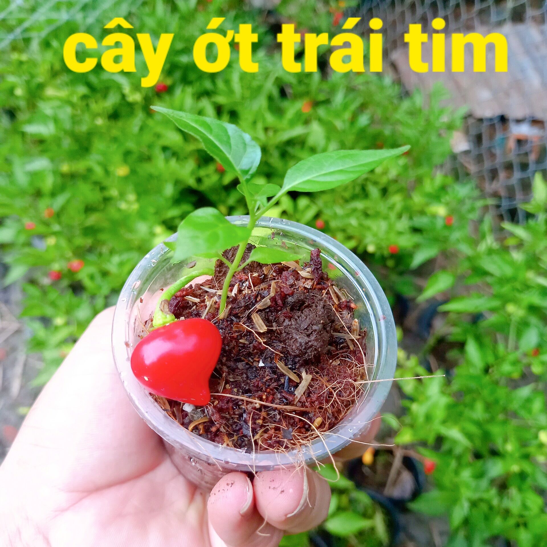 Cây ớt trái tim y hình bao chết
