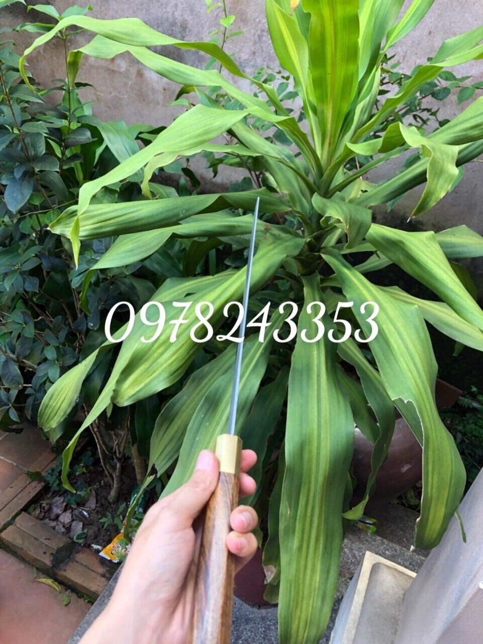 Dao sashimi thái lát cá không gỉ cán cẩm khâu đồng