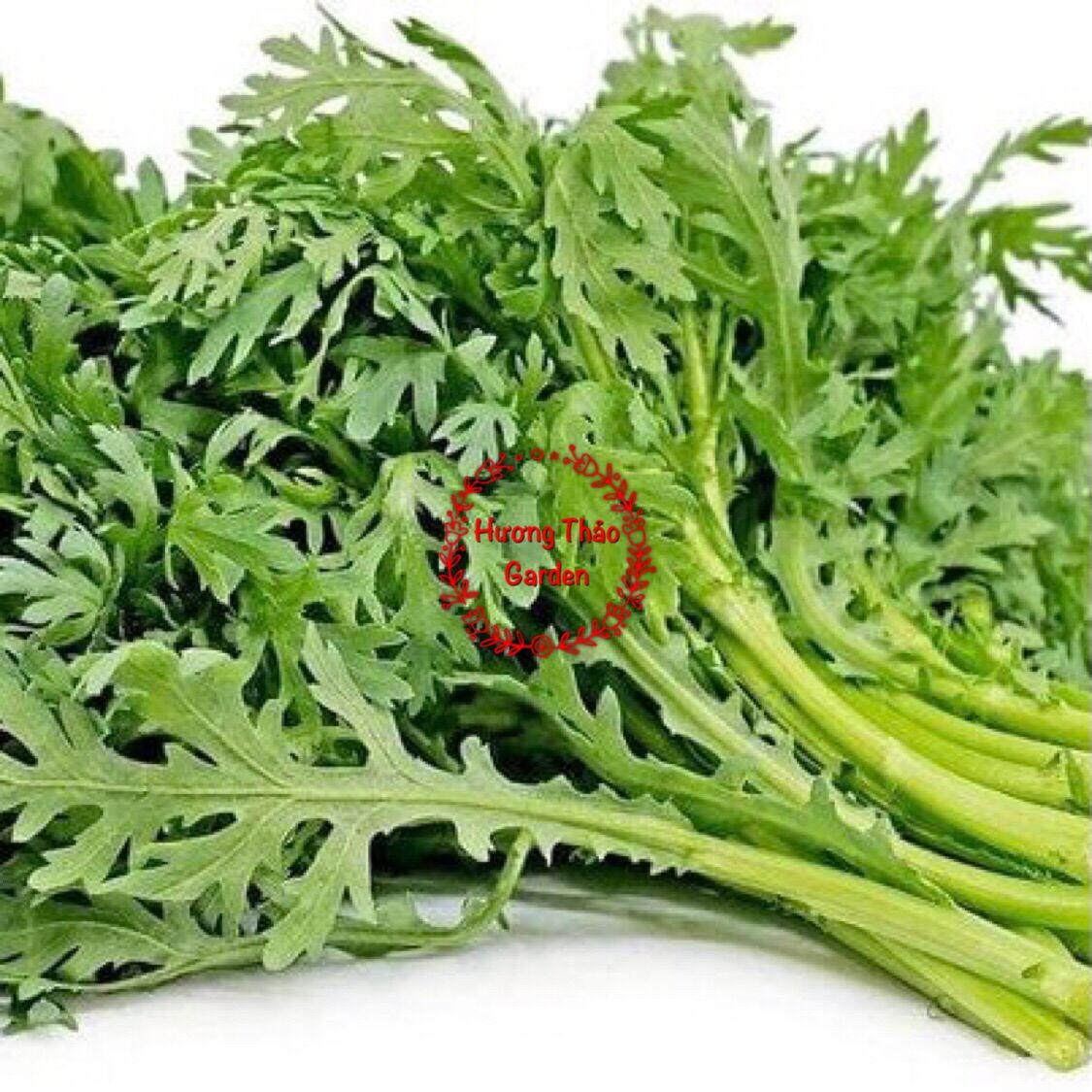 Hạt giống Tần Ô - Cải Cúc