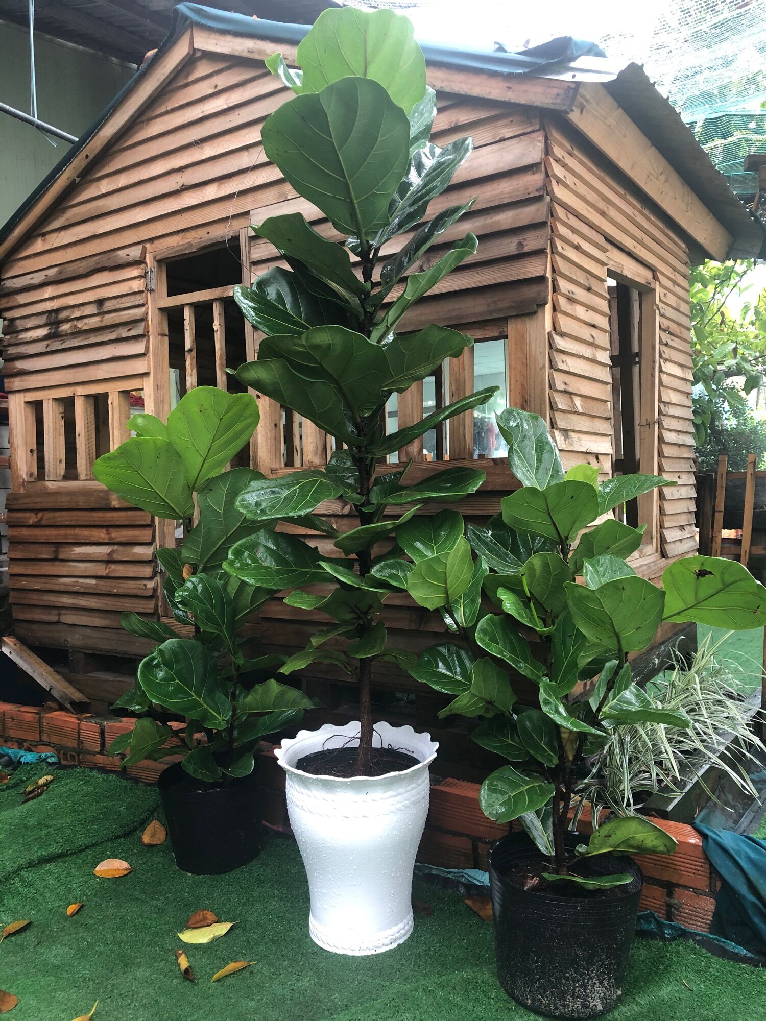 Cây bàng Singapore lá lớn