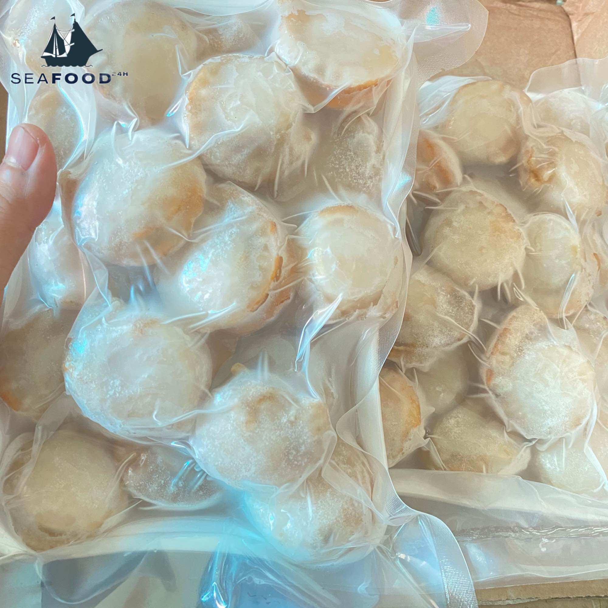 CỒI SÒ ĐIỆP NHẬT HẤP SIZE 40-60 CON/KG