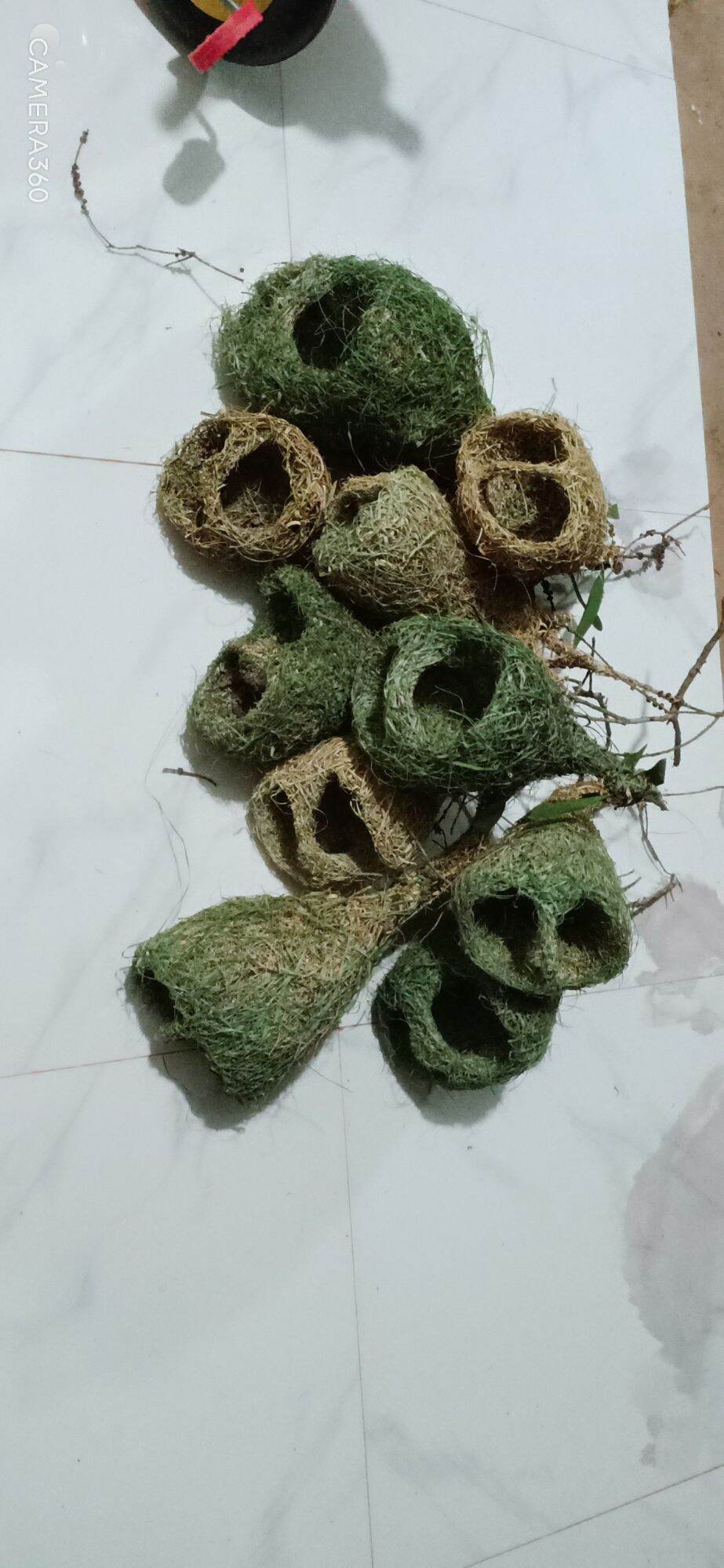 Tổ chim dòng dọc