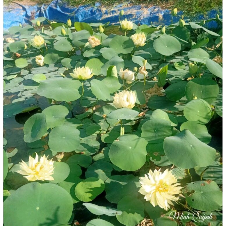 Bùn khô dùng để trồng sen (1kg)