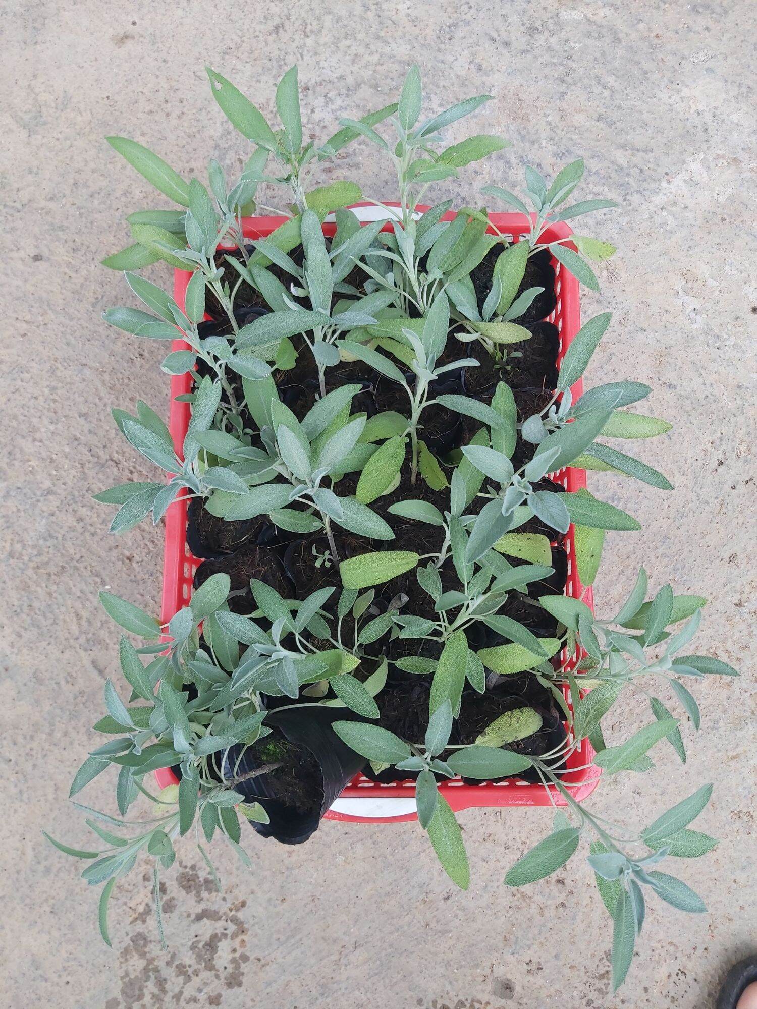 cây giống Xô thơm (Common sage)