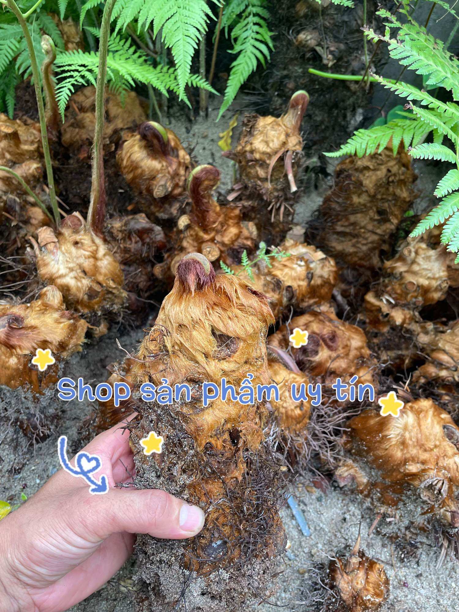 Cu li trồng kiểng (củ đã dâm ủ khoẻ)