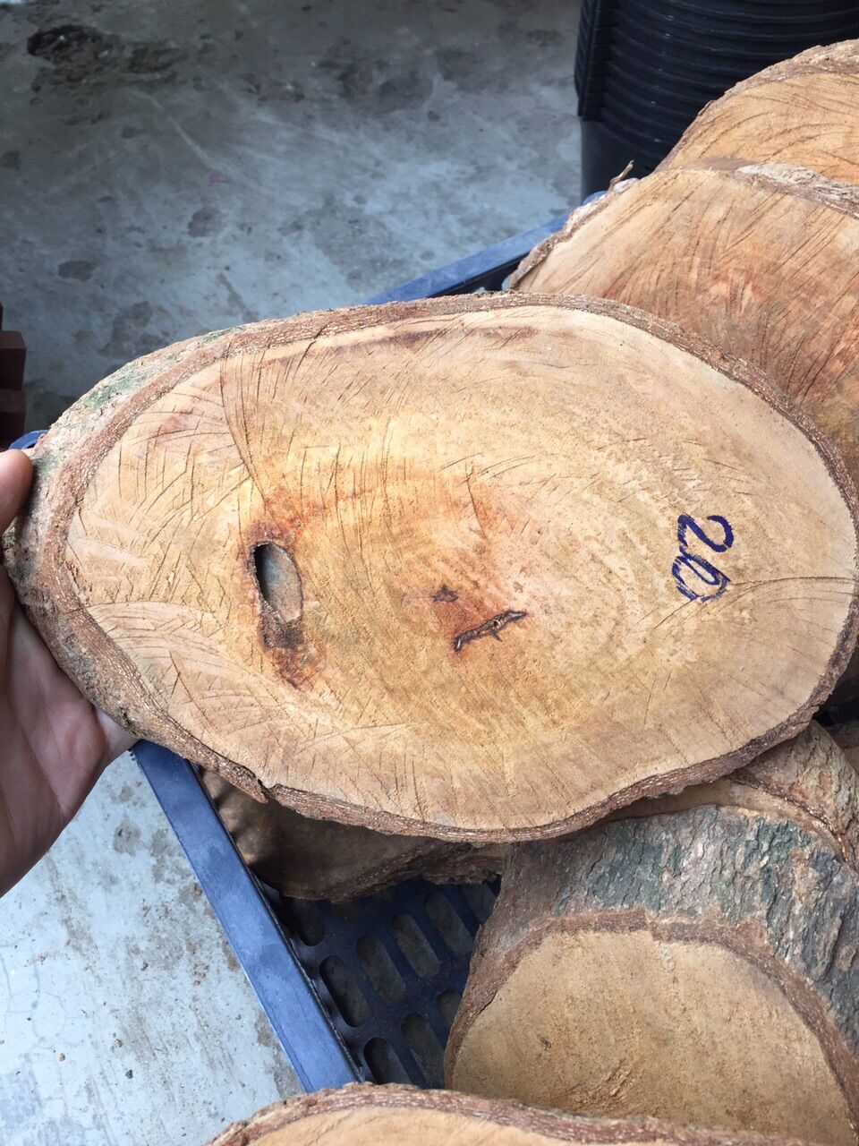 Gỗ nhãn trồng lan