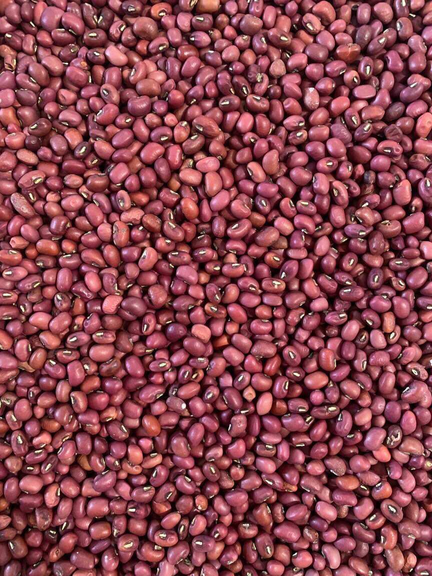 Đậu đỏ quê tây ninh