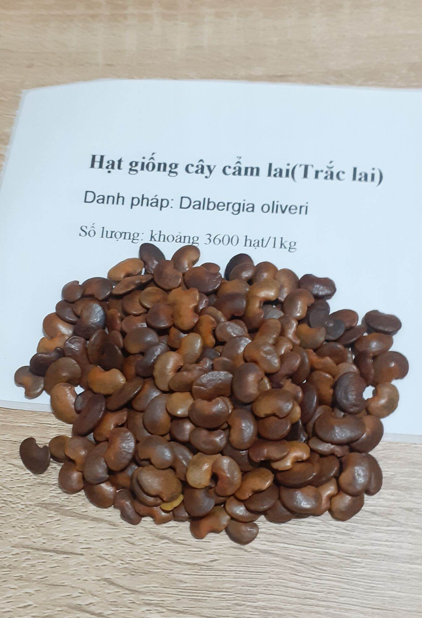 Hạt giống cẩm lai rừng