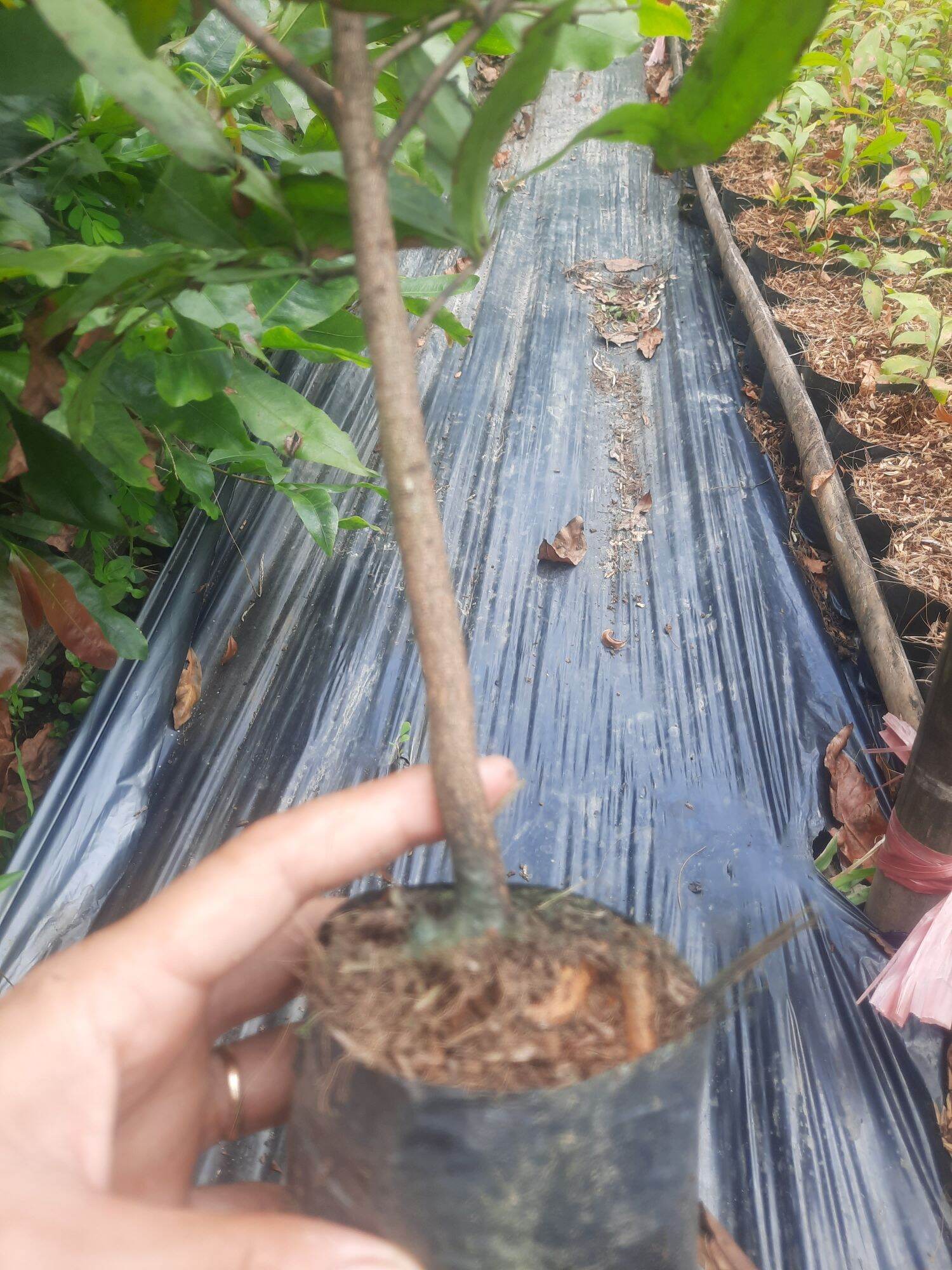 Combo 50 cây quấn rể cao 60_80cm=> mua 50 cây tặng thêm 3 cây