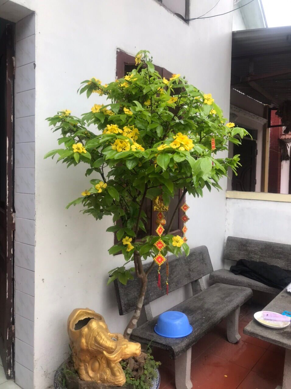 Cây giống mai vàng yên tử đọt xanh ( com bo 4 cây)