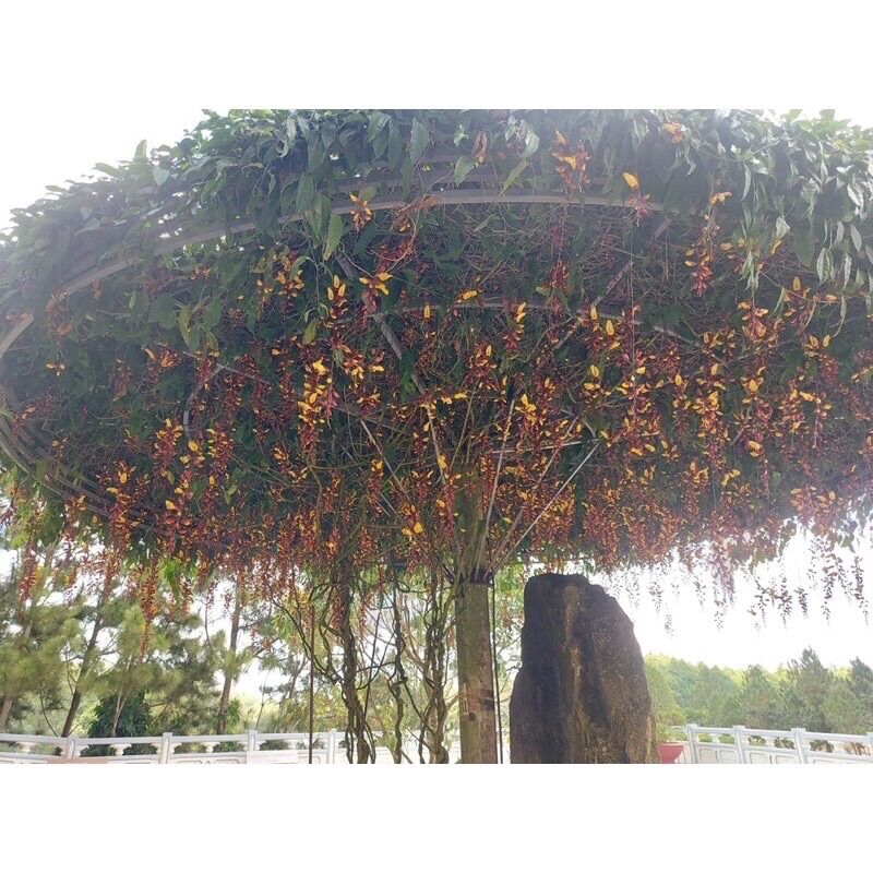 Cây giống hoa leo giàn