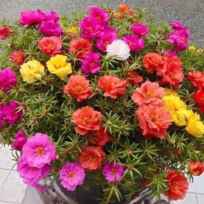 Chậu hoa 10 giờ nhiều màu