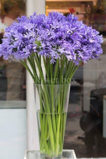 Củ giống hoa thanh anh sỉ 5k ( set 5 củ)