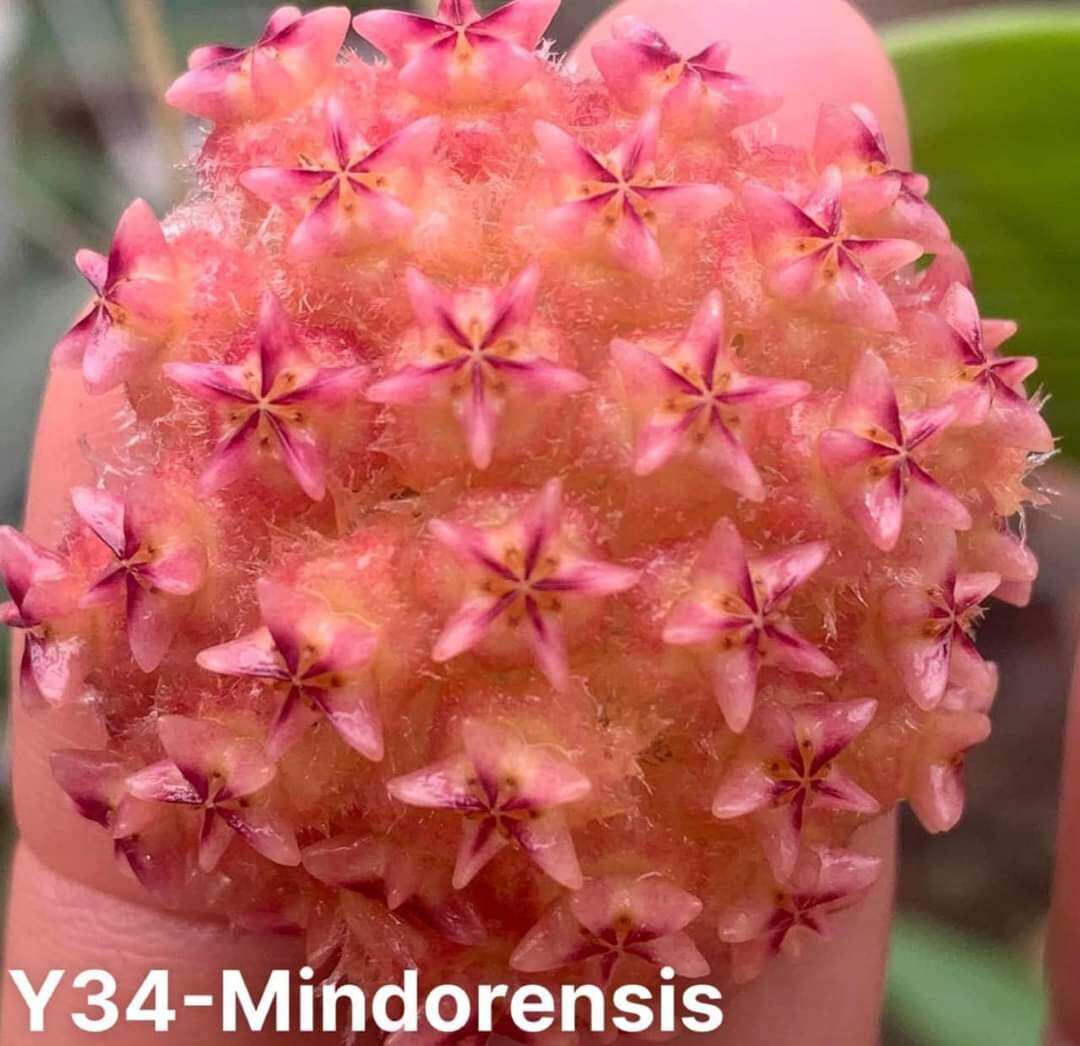 Cẩm cù đỏ Mindorensis red cây sắp hoa