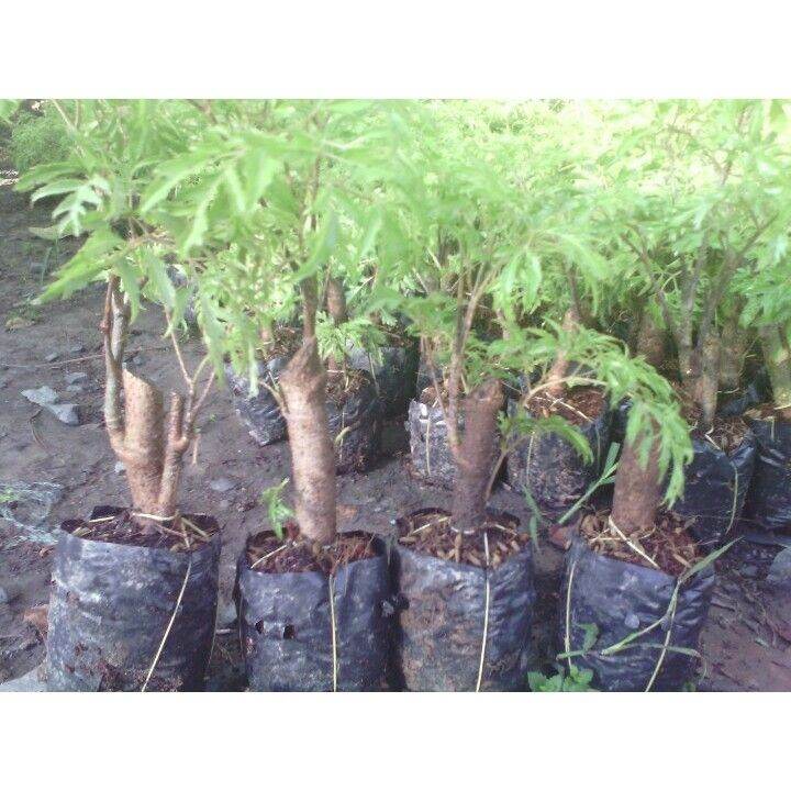 combo 10 cây đinh lăng giống