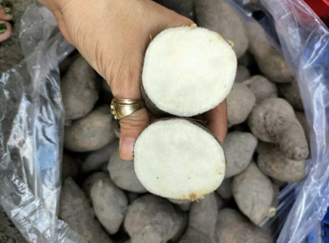 Khoai lang sữa ú nu mới nhổ-2Kg