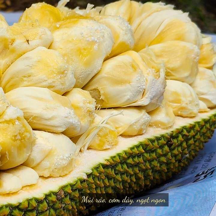 Cây Mít Ố Nữ Sầu Riêng