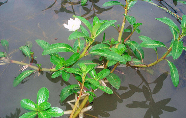 Cây rau dừa nước /thủy long