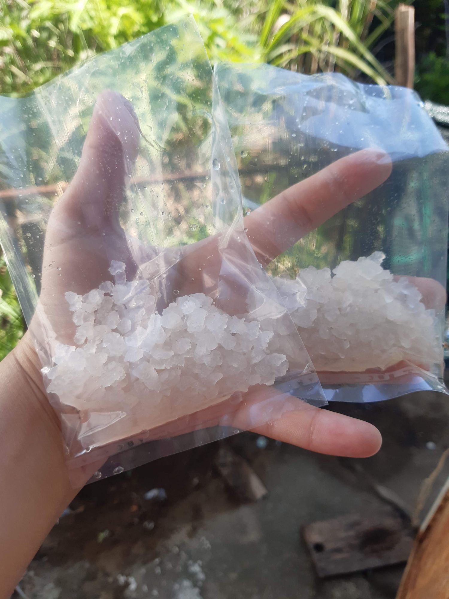 nấm nước kefir( water kefir) đã thuần dừa ( 60gr)