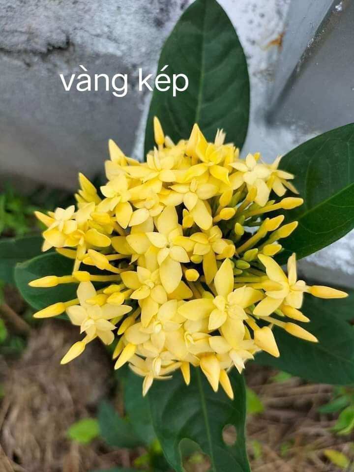Combo 5 Cây giống kép
